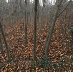 ���^(q��)�����塢��������漰��174��375�K�؉K�ϷNֲ����ľ��ֲ�M(f��i)�u(p��ng)��